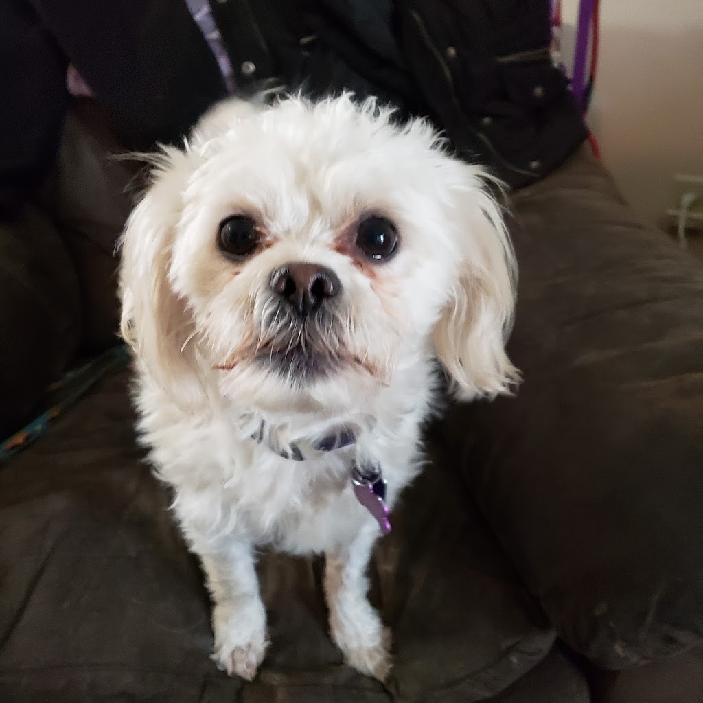 Jersey-Calhoun Veterinary Hospital | 1201 S State St, Jerseyville, IL 62052, USA | Phone: (618) 498-2413