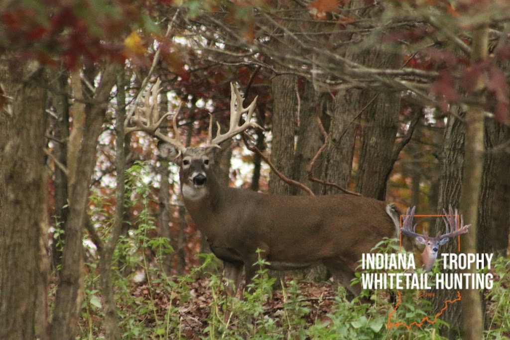 Indiana Trophy Whitetail Hunting | 6492 County Rd 150 S, South Whitley, IN 46787 | Phone: (260) 248-1684