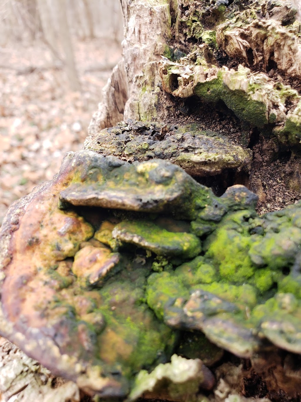 Helms Haven Recreation Area | 22777-22899 Edward N Hines Dr, Dearborn Heights, MI 48127, USA | Phone: (734) 261-1990