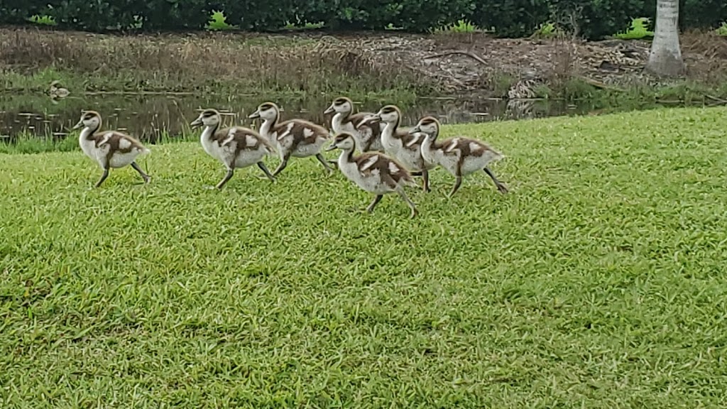 Flamingo Lakes Golf & Country Club | 701 SW Flamingo W Dr, Pembroke Pines, FL 33027, USA | Phone: (954) 435-6110 Flamingo Lakes Golf & Country Club | 701 SW Flamingo W Dr, Pembroke Pines, FL 33027, USA | Phone: (954) 435-6110