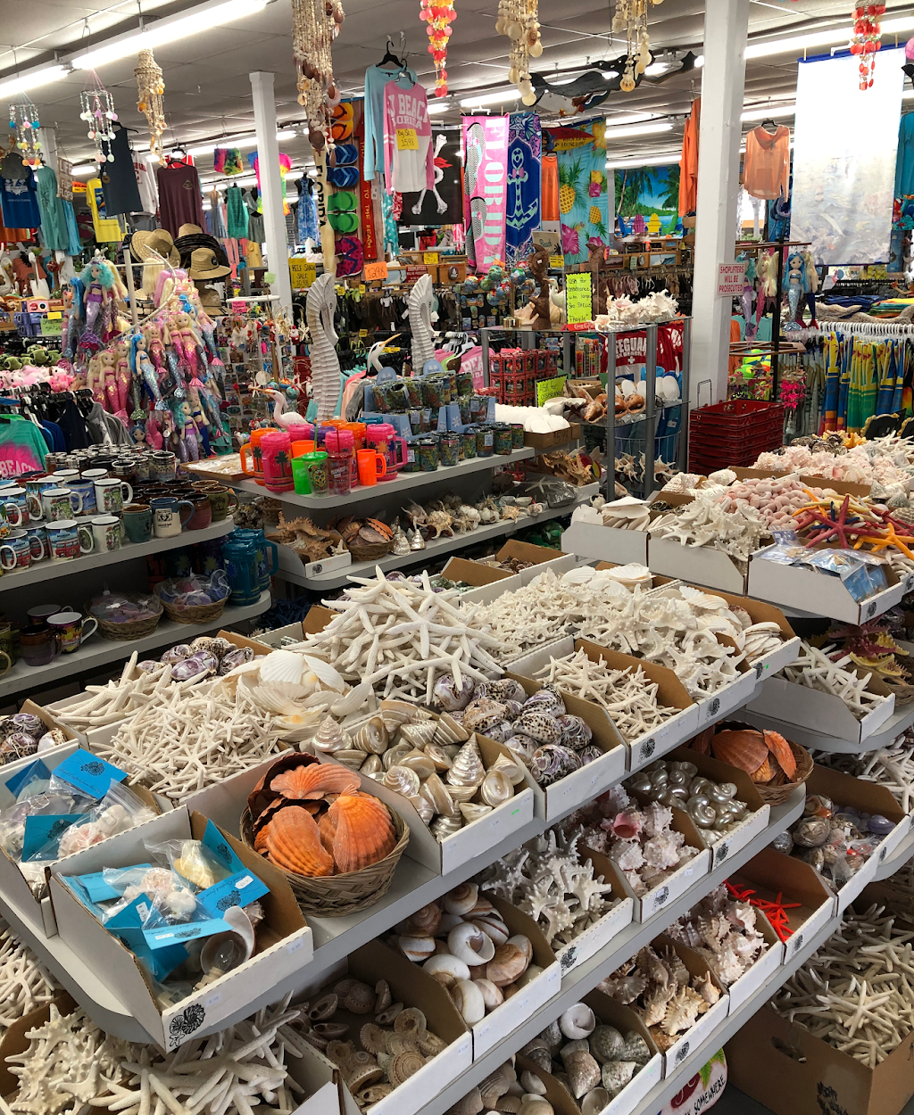 Sea Shells & Coral | 239 1st St N, Jacksonville Beach, FL 32250, USA | Phone: (904) 241-9031