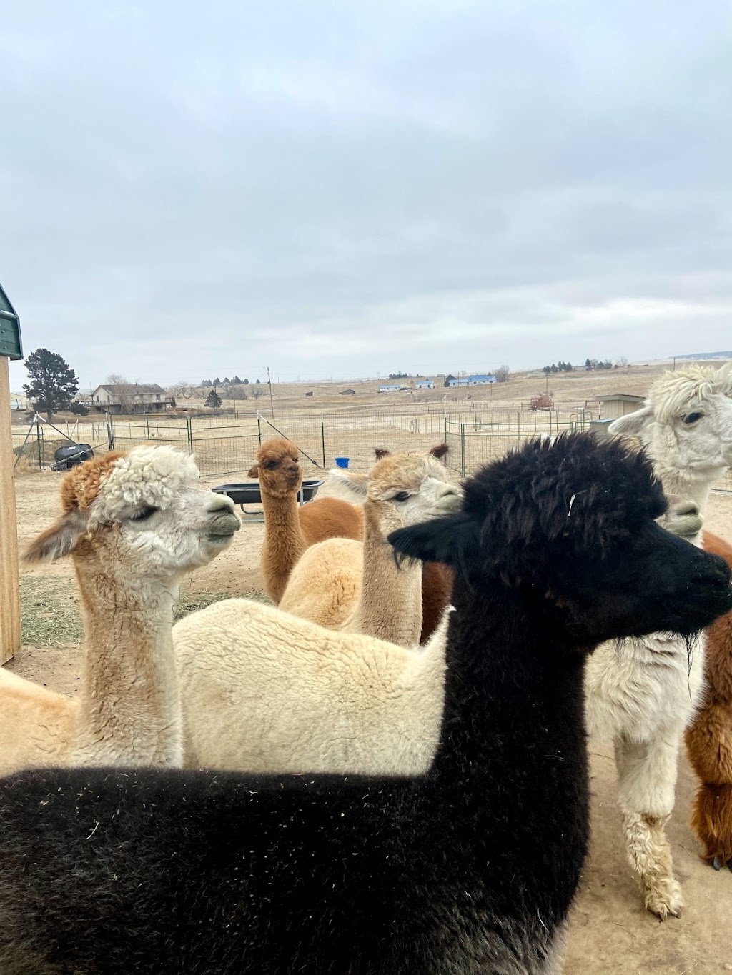 Raisin Bred Alpacas | 8760 Co Rd 134, Kiowa, CO 80117, USA | Phone: (303) 915-3702