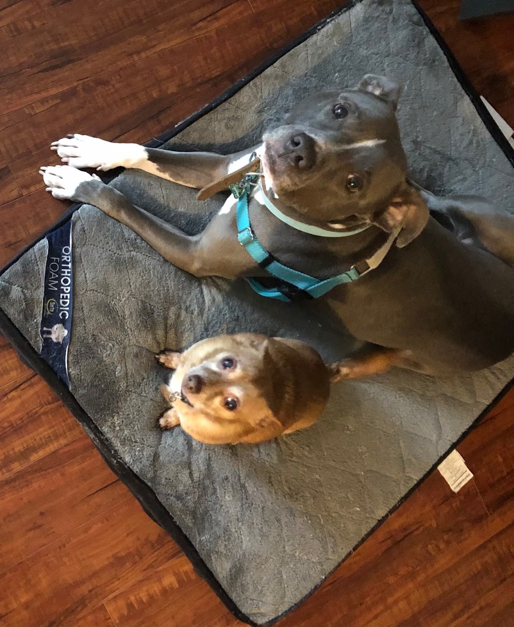 PetSmart Corporate Office | 19601 N 27th Ave, Phoenix, AZ 85027, USA | Phone: (888) 839-9638