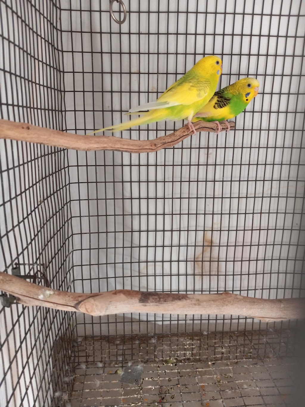 Arizona Parrots | 10505 E Escalante Rd, Tucson, AZ 85730, USA | Phone: (520) 298-0379