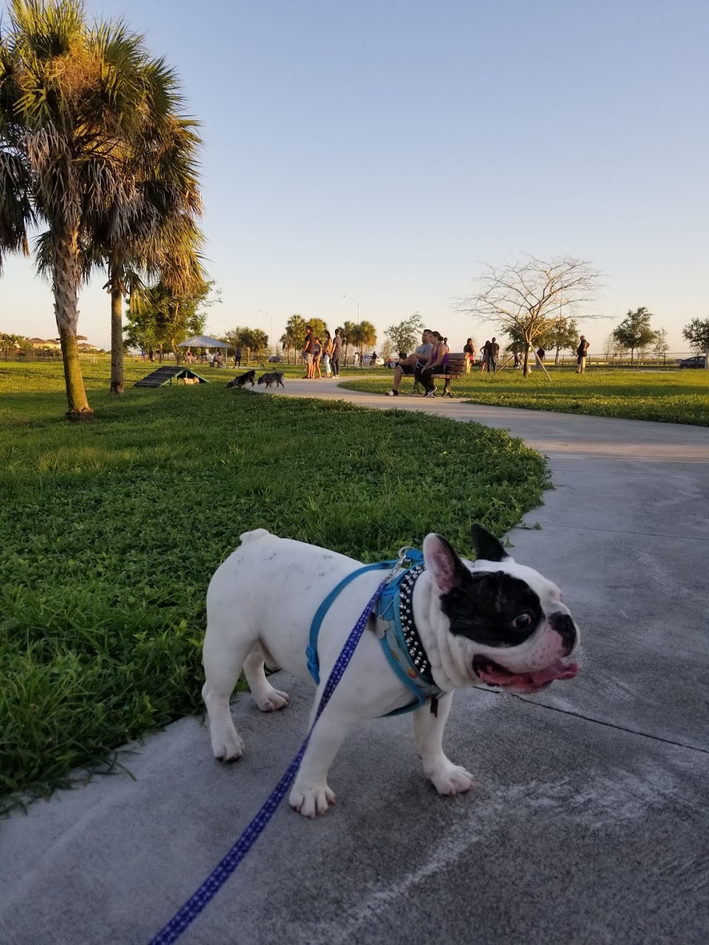 Dog Park | 11405 SW 157th Ave, Miami, FL 33196, USA | Phone: (305) 386-0227