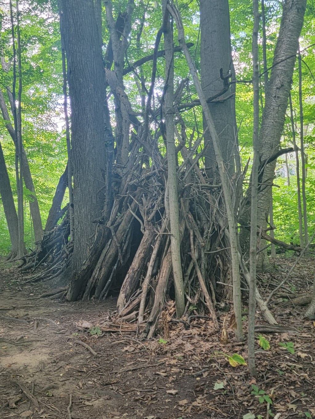 Beechwood Nature Preserve - ACRES Land Trust | 29 Ln 150 Little Otter Lake, Fremont, IN 46737, USA | Phone: (260) 637-2273