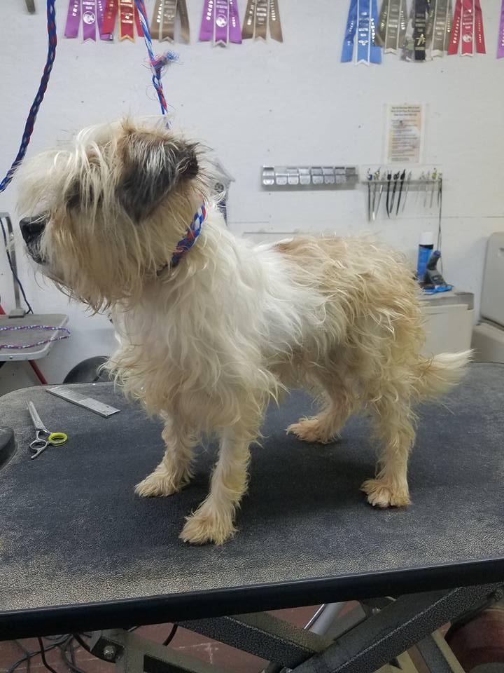 Happy Tails Groom & Board | 1411 US-61 South, Tunica, MS 38676, USA | Phone: (662) 357-8003