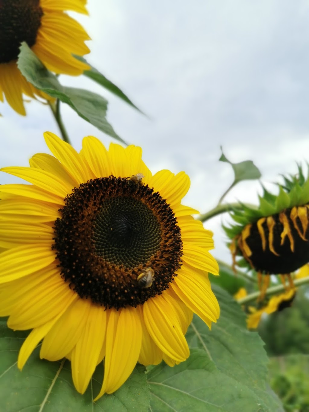 Tawasentha Park Community Gardens | 181 NY-146, Altamont, NY 12009, USA | Phone: (518) 452-7450