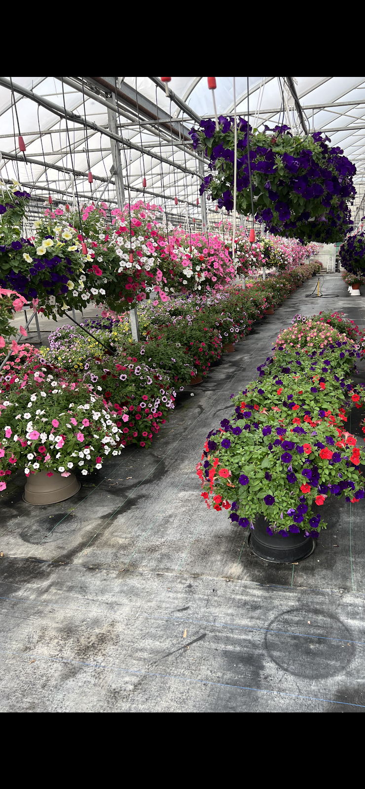 Rush Garden Center Greenhouse | 30617 Henry Ruff Rd #2025, Romulus, MI 48174, USA | Phone: (734) 721-7874