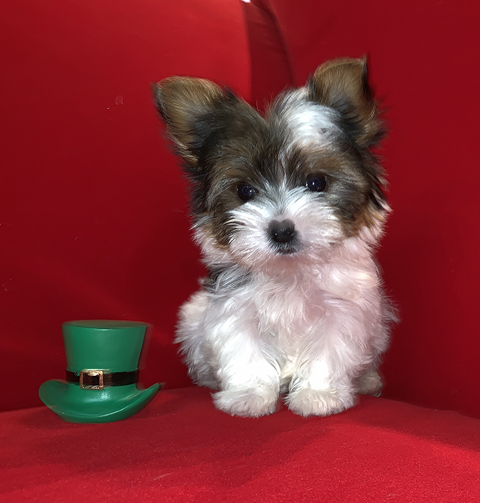 Pocket Puppies | 1457 E Palatine Rd, Arlington Heights, IL 60004, USA | Phone: (224) 735-3137