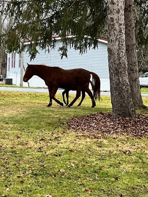 River Oaks MHC | 211 Arhaven Dr, Newton Falls, OH 44444, USA | Phone: (330) 872-7682