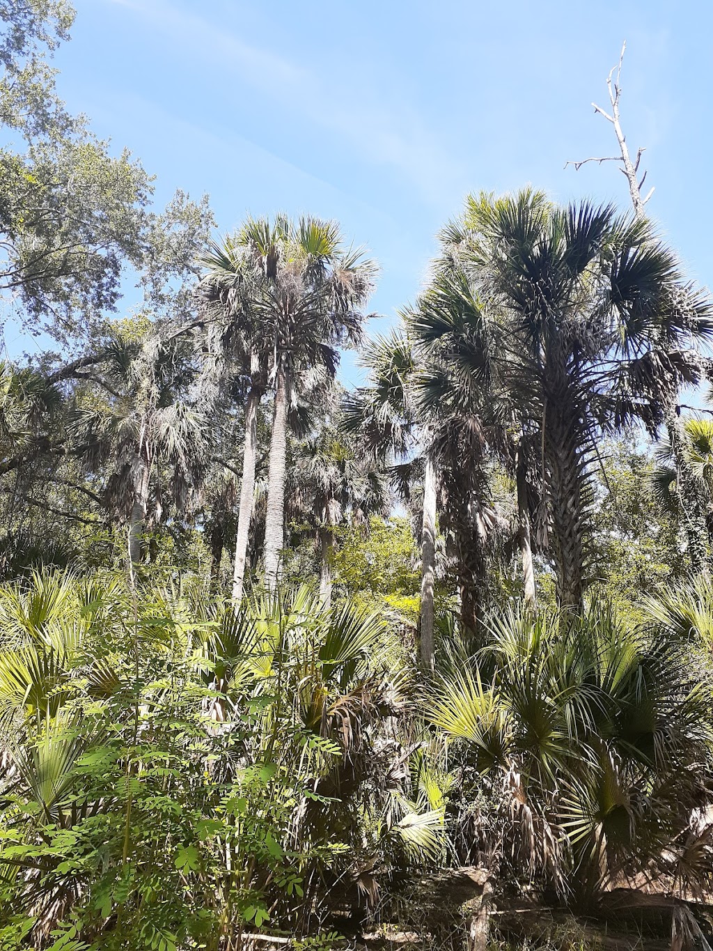 Belmore State Forest - Satsuma Tract | 4980 FL-16 W, Starke, FL 32091, USA | Phone: (904) 529-2358