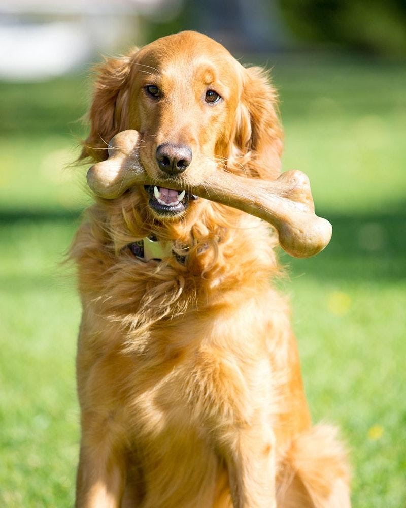 Pet Qwerks, Inc. | 9 Studebaker, Irvine, CA 92618, USA | Phone: (949) 916-3733