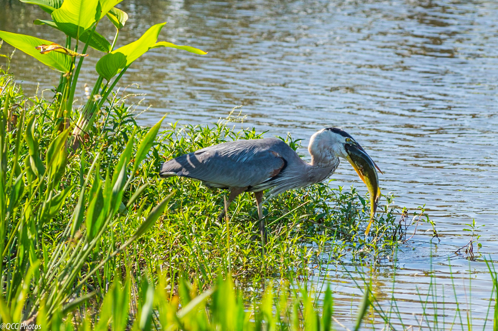 Sarasota Audubon Nature Center | 999 Center Rd, Sarasota, FL 34240, USA | Phone: (941) 312-6533