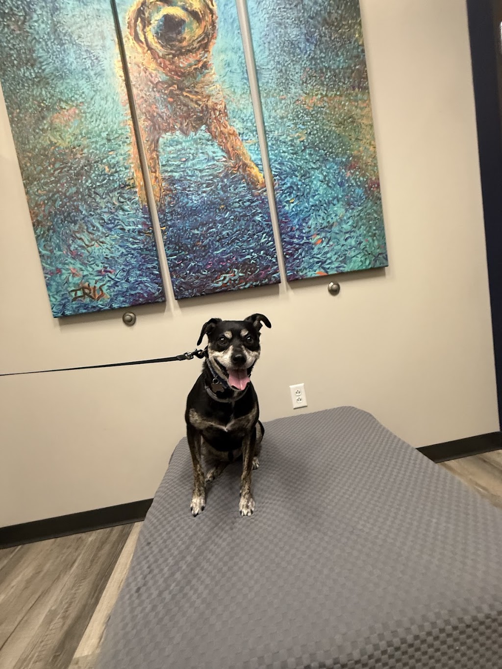 Animal House Veterinary Hospital | 4202 Jeffco Blvd, Arnold, MO 63010, USA | Phone: (636) 464-1038