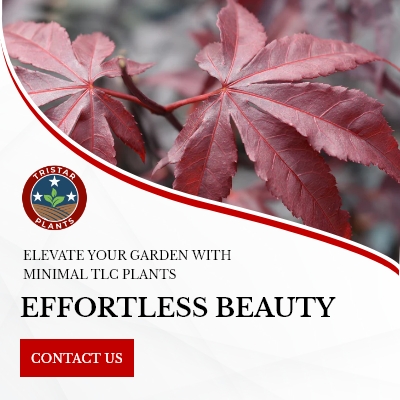 Tristar Plants | 6675 Old Smithville Hwy S, Sparta, TN 38583, United States | Phone: (931) 761-7611