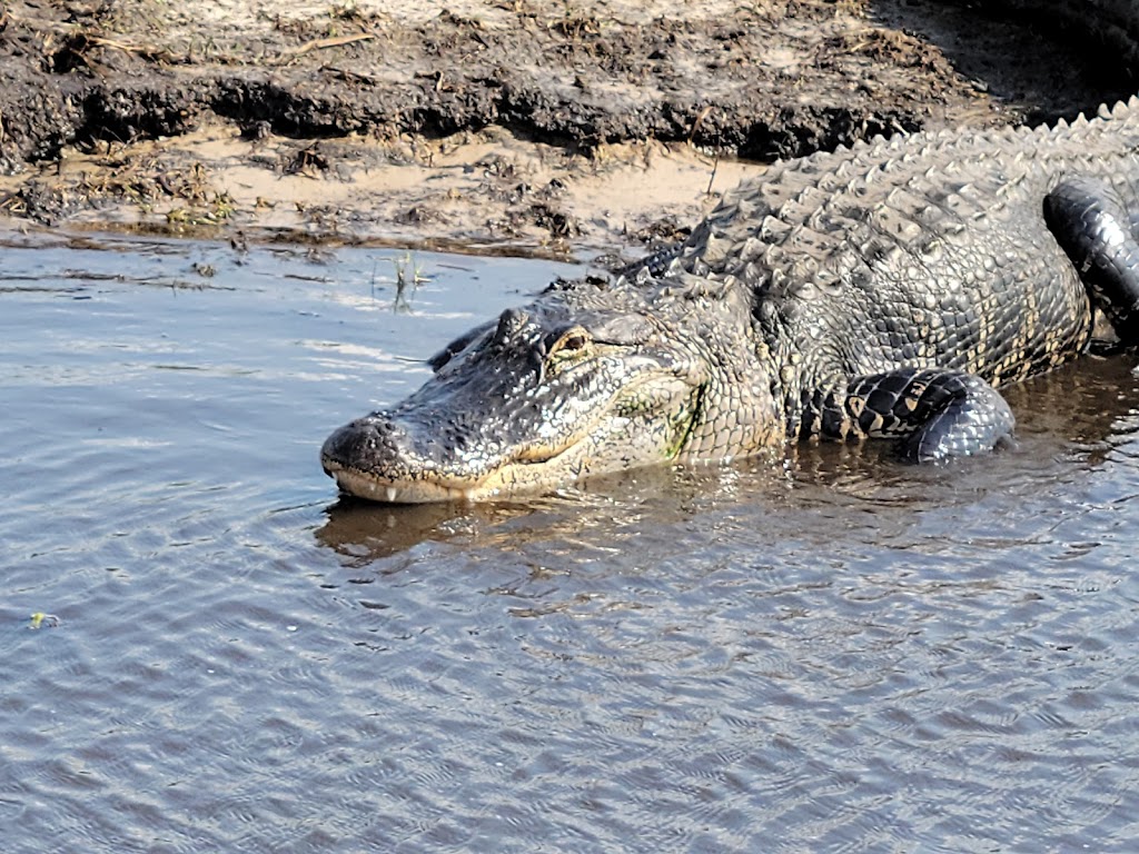 Twister Airboat Rides | 8199 W King St, Cocoa, FL 32926, USA | Phone: (321) 632-4199