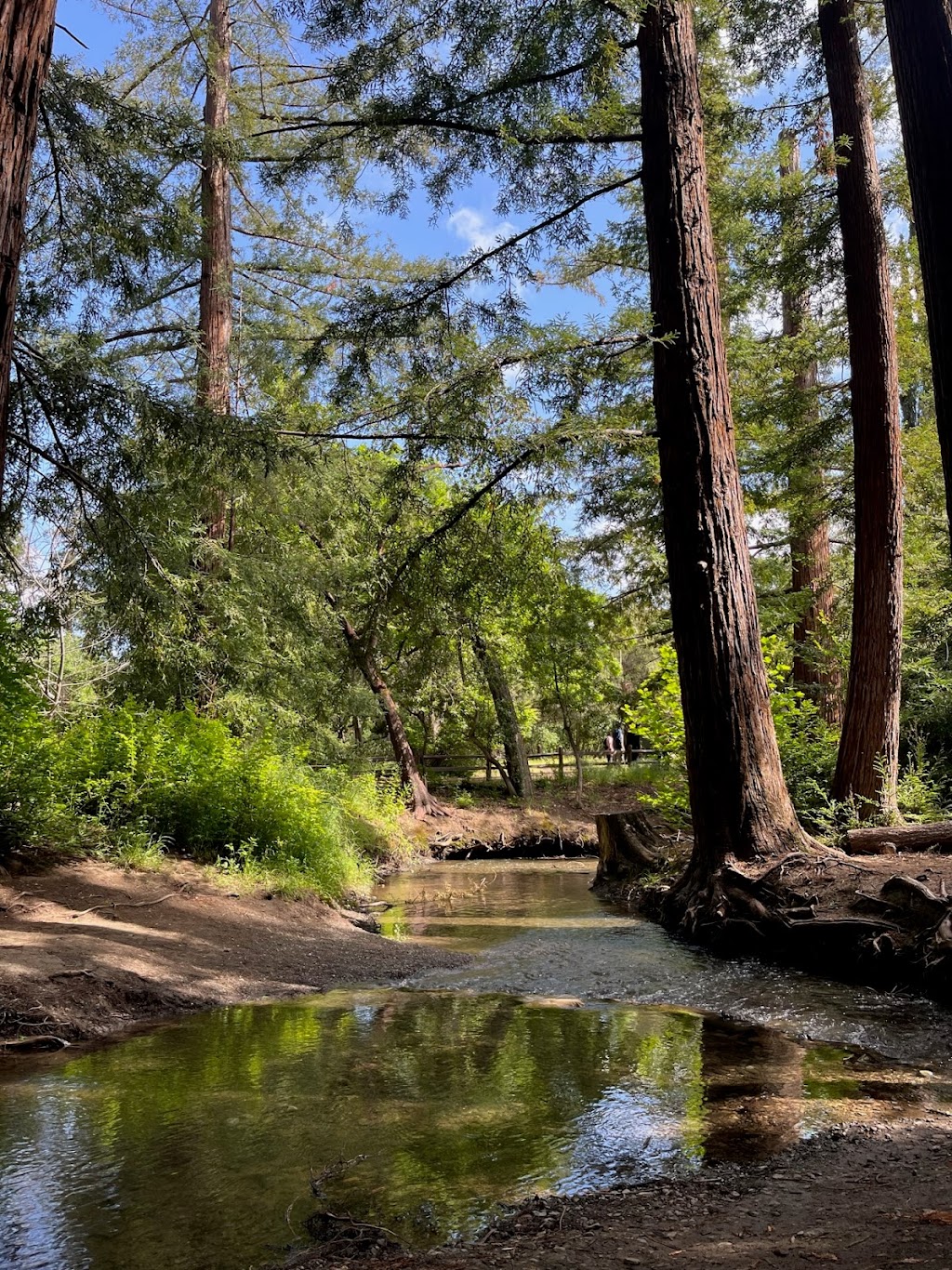 Redwood Grove Nature Preserve | 482 University Ave, Los Altos, CA 94022, USA | Phone: (650) 947-2790