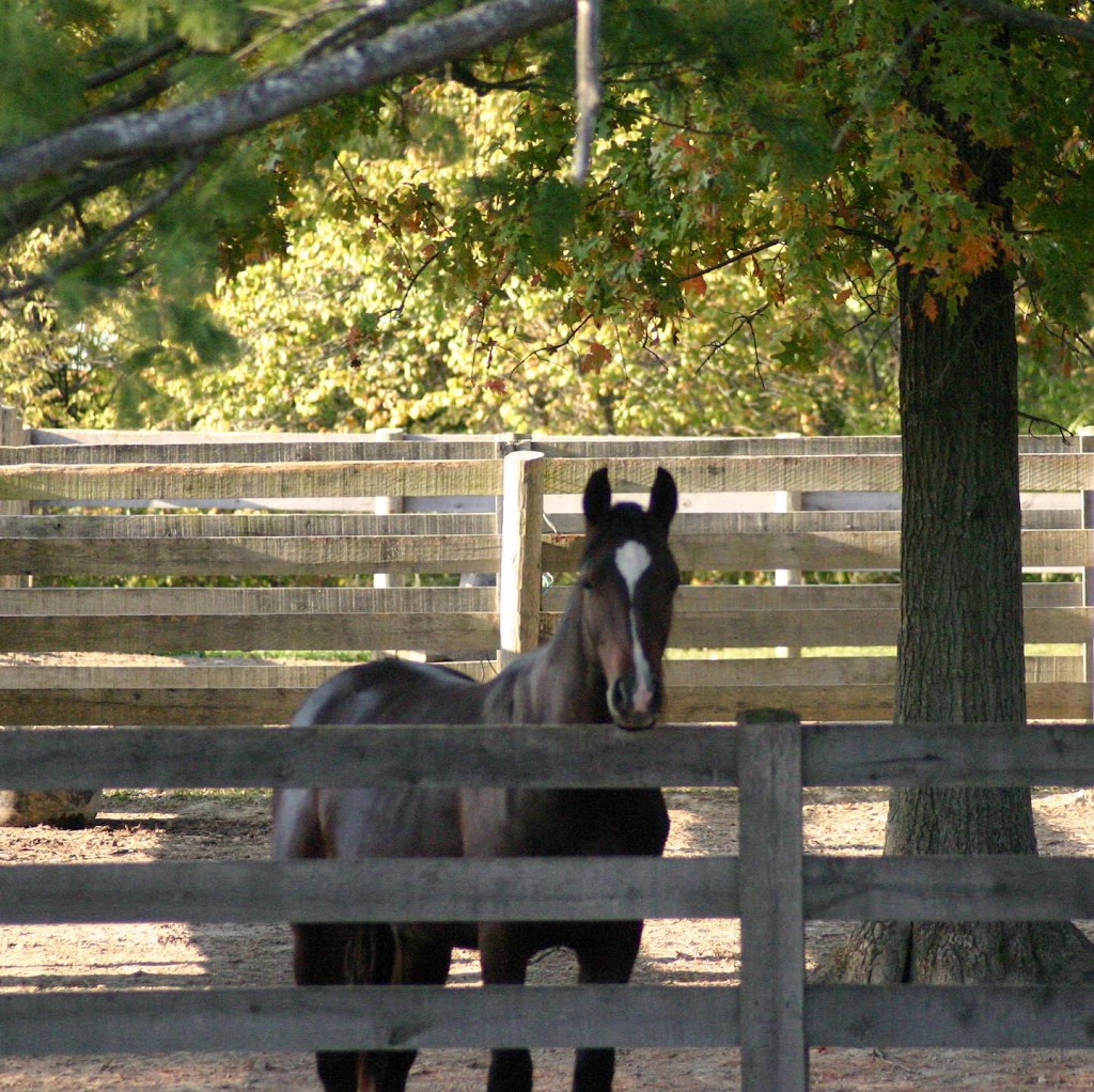 Darby Creek Horse Farm LLC | 2375 Darby Creek Dr, Galloway, OH 43119, USA | Phone: (614) 425-5642