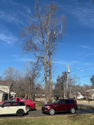 Pennys Tree Service | 3980 Premier Dr, High Point, NC 27265, USA | Phone: (336) 829-4471
