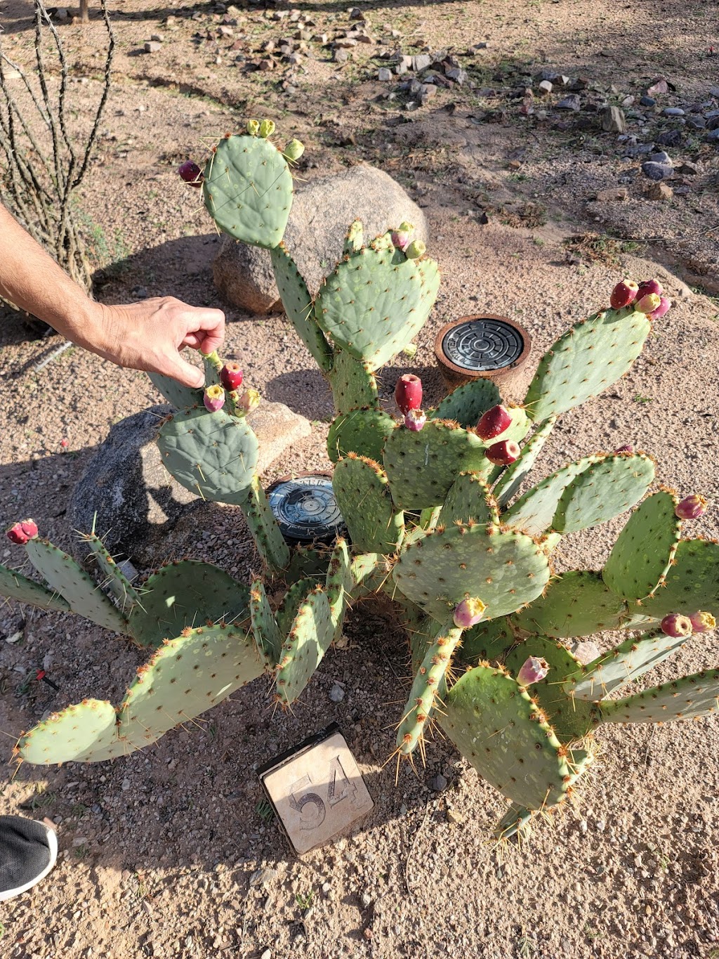 Chandler Xeriscape Demonstration Garden | 410 N Arrowhead Dr, Chandler, AZ 85224, USA | Phone: (480) 782-3580