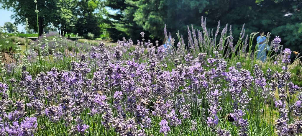 Serenity Lavender Farm Inc | 130 County Rd 50 E, Essex, ON N0R 1G0, Canada | Phone: (519) 738-6111