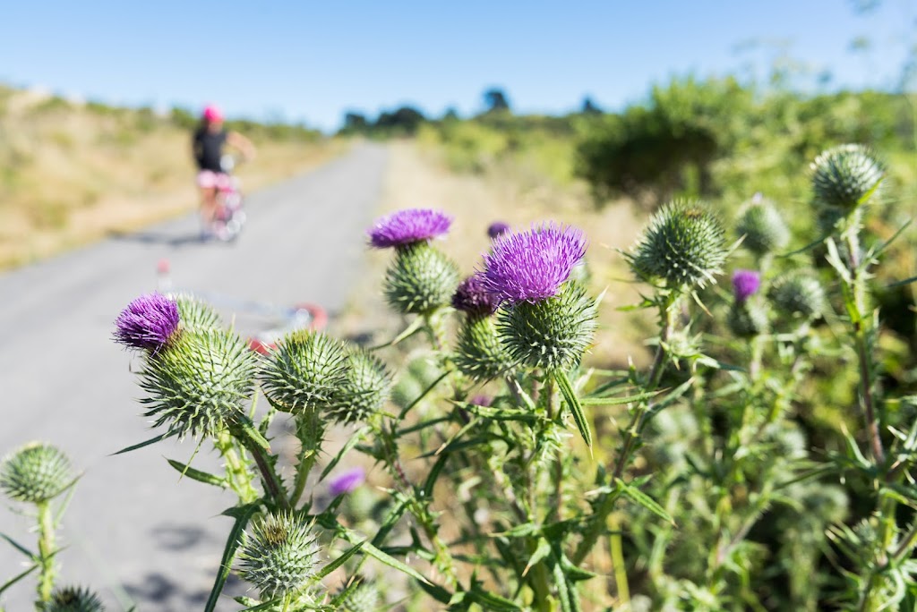 Wildcat Canyon Regional Park | 5755 McBryde Ave, Richmond, CA 94805, USA | Phone: (888) 327-2757