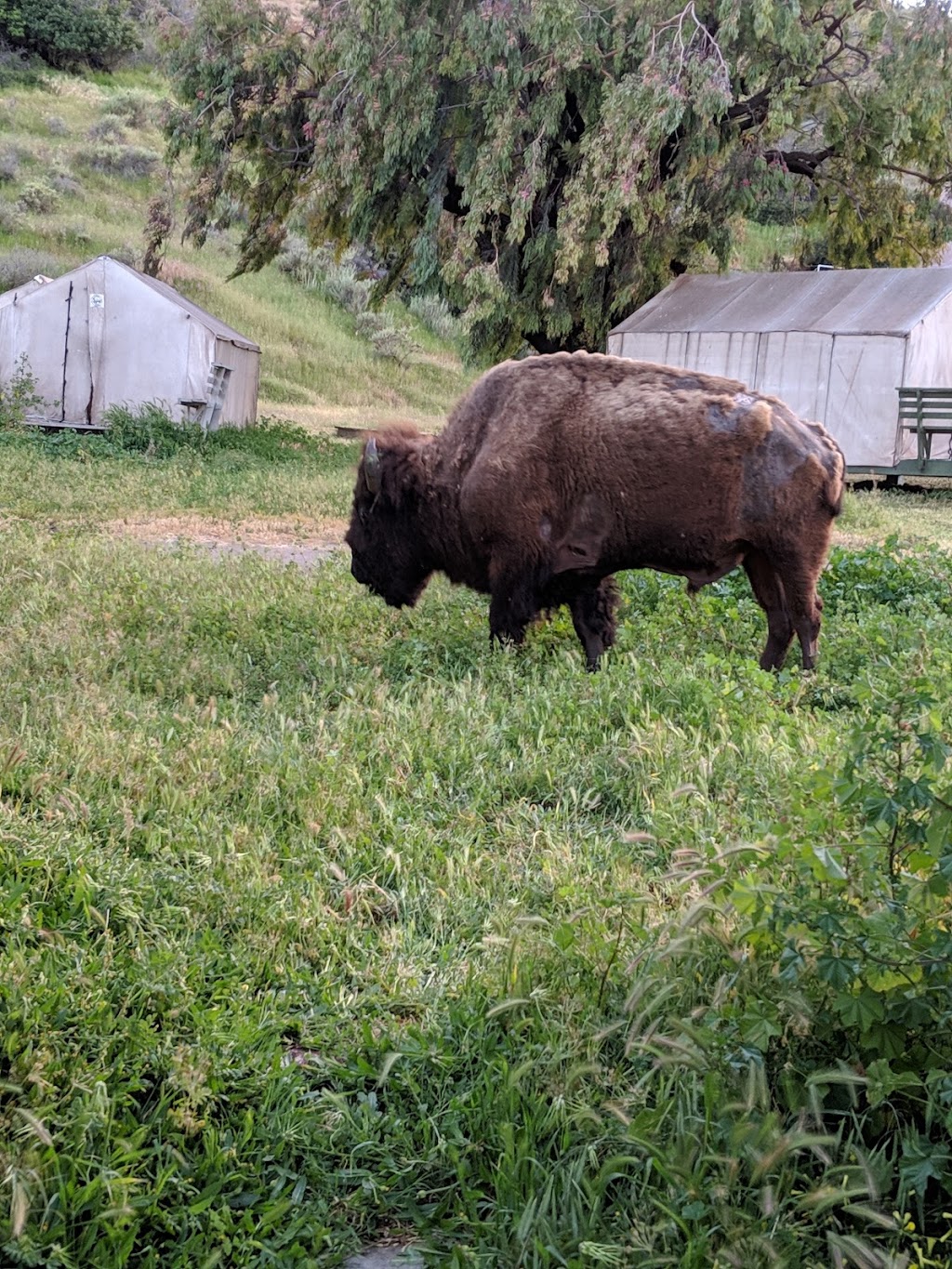 Mountain and Sea Adventures | 1 Whites Landing Road, Avalon, CA 90704, USA | Phone: (310) 519-3172