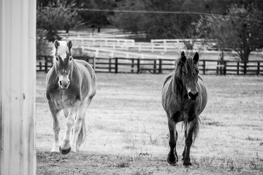 Meadow Lane Equestrian Center | 836 State Hwy 205, Rockwall, TX 75032, USA | Phone: (469) 863-6737