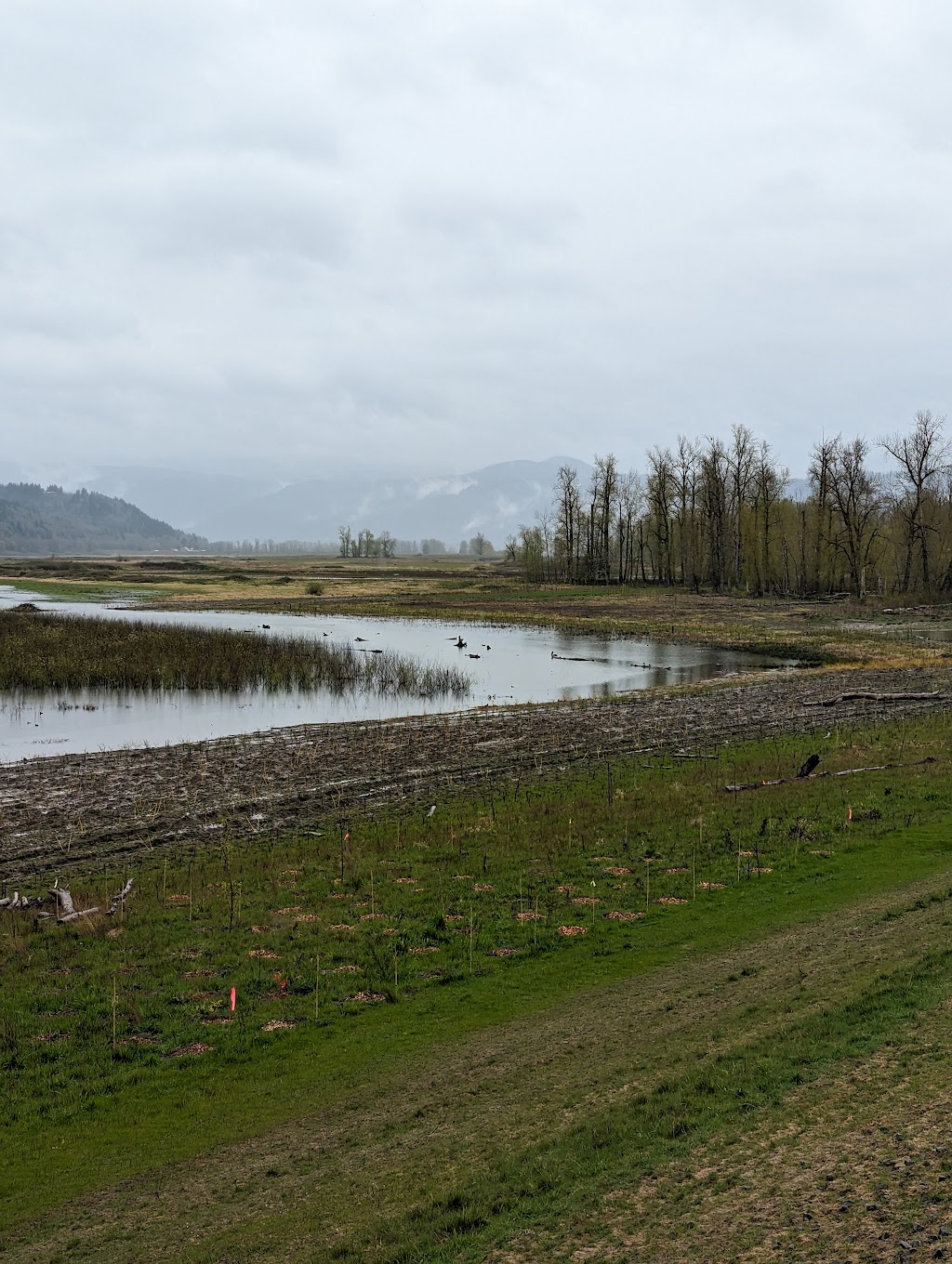 Steigerwald Lake National Wildlife Refuge | 35001 Lewis and Clark Hwy, Washougal, WA 98671, USA | Phone: (360) 835-8767