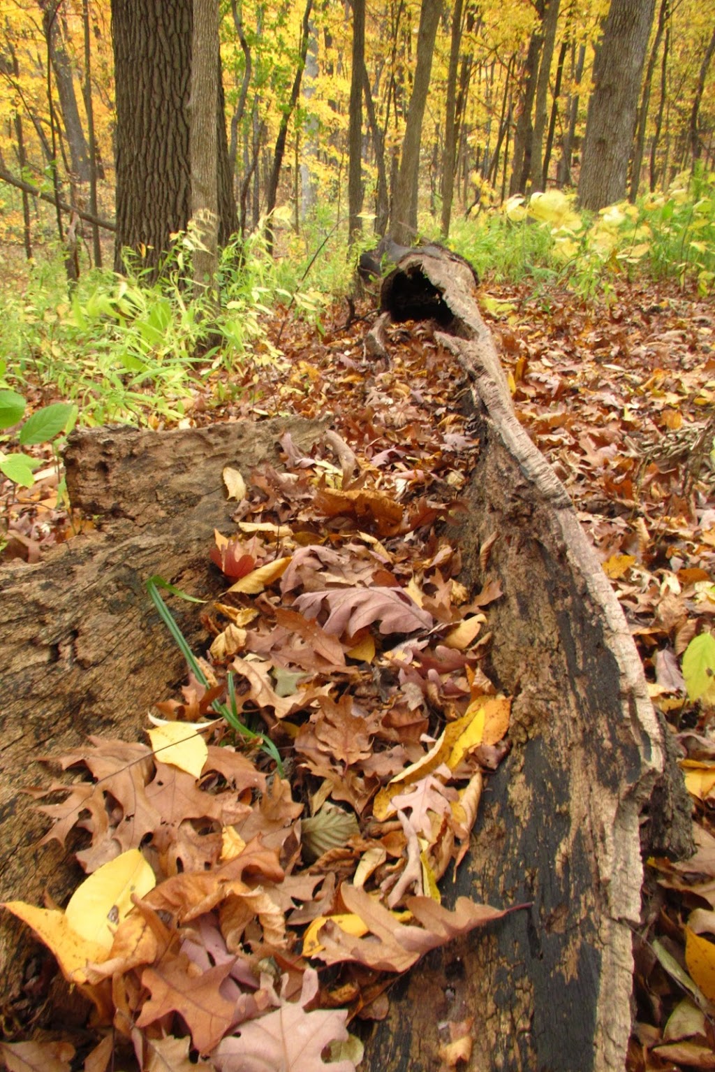 Hilltop Nature Area | 111 W Huron River Dr, Ann Arbor, MI 48103, USA | Phone: (734) 794-6230