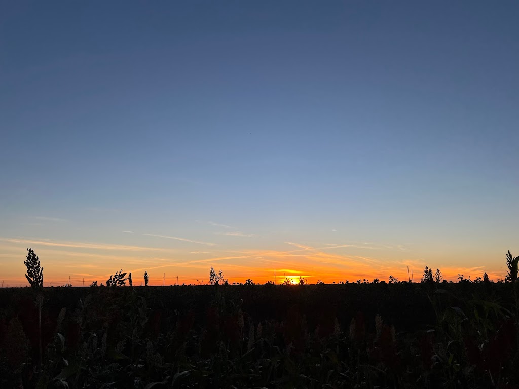 Corn maze | 6323 F M 1294, Lubbock, TX 79415, USA | Phone: (806) 763-5594