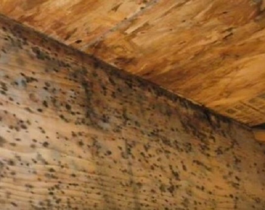 Maven Mold Removal & Remediation Lewisville TX | 2440 S Stemmons Fwy, Lewisville, TX 75067, USA | Phone: (469) 946-7840