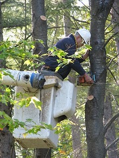 Bronx Tree Pro - Tree Removal, Cutting & Trimming Service | 3175 Wissman Ave, The Bronx, NY 10465, United States | Phone: (718) 450-9292