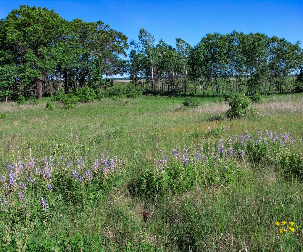 Swan Lake Sedge Meadow & Barrens State Natural Area | Pardeeville, WI 53954, USA | Phone: (888) 936-7463