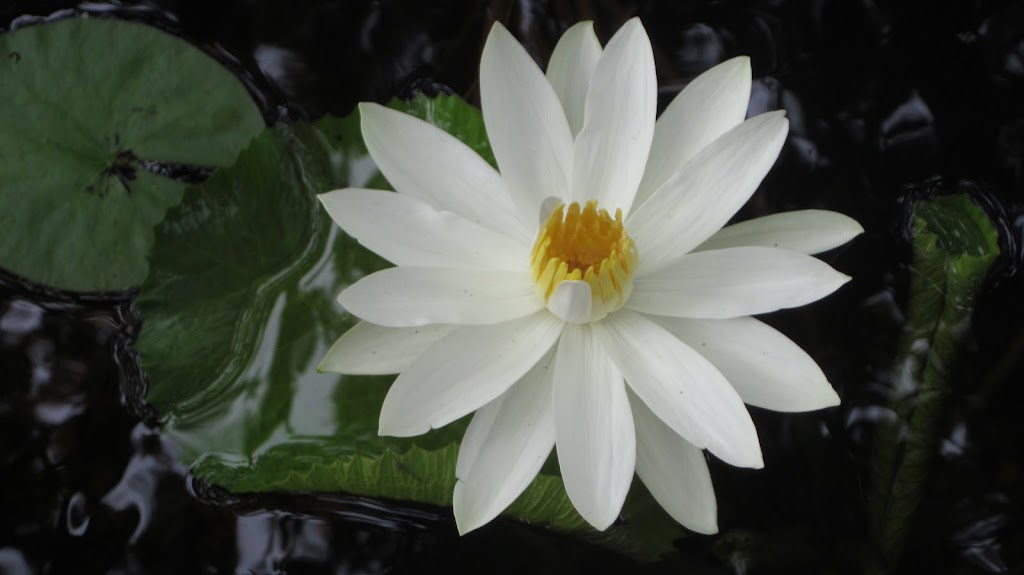 Wonderful Water Lilies | 5227 Box Turtle Cir, Sarasota, FL 34232, USA | Phone: (941) 378-9146