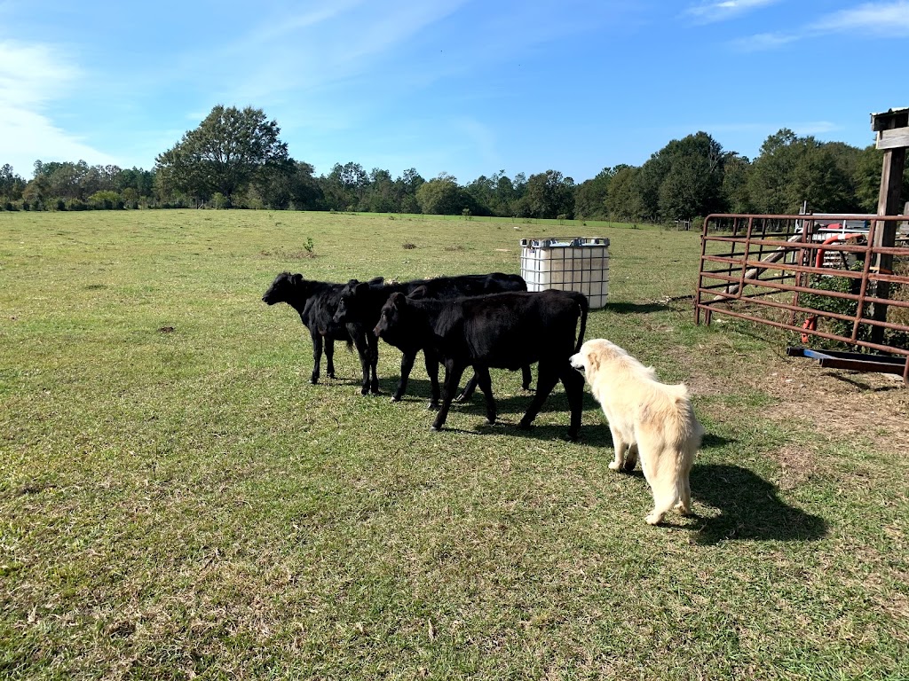 Black Creek Farm llc | 4421 MS-43, Picayune, MS 39466, USA | Phone: (601) 916-1610