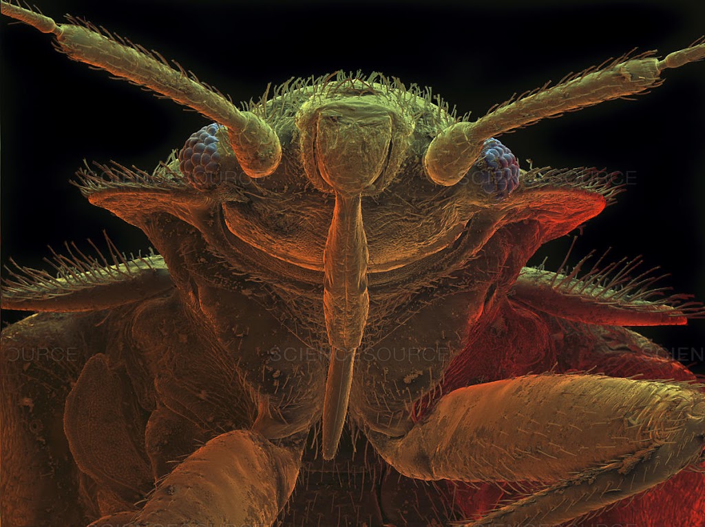 Sleep Tight Bed Bug Specialists | 4495 Margueritte Ave, Beamsville, ON L0R 1B5, Canada | Phone: (905) 977-1171 Sleep Tight Bed Bug Specialists | 4495 Margueritte Ave, Beamsville, ON L0R 1B5, Canada | Phone: (905) 977-1171