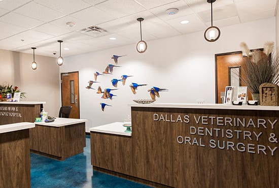 Dallas Veterinary Dentistry & Oral Surgery | 2700 W State Hwy 114 Bldg 2 Ste D, Grapevine, TX 76051, USA | Phone: (817) 431-8451