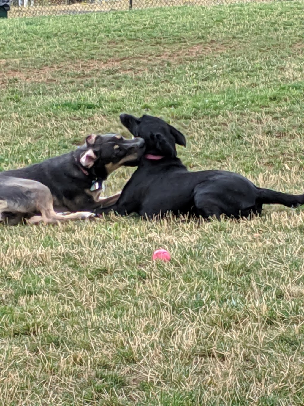 Sherwood Dog Park | 15365 SW Sunset Blvd, Sherwood, OR 97140, USA | Phone: (503) 625-5722