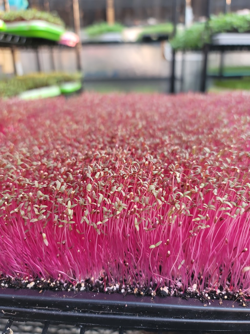 Delta Microgreens | 260 Link Rd B, Fairfield, CA 94534, USA | Phone: (707) 384-9094