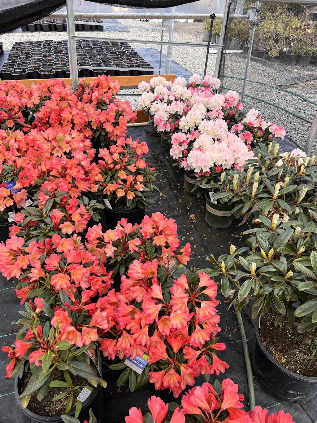 All Season Plants | 21000 NW 39th Ave, Ridgefield, WA 98642, USA | Phone: (360) 567-4000