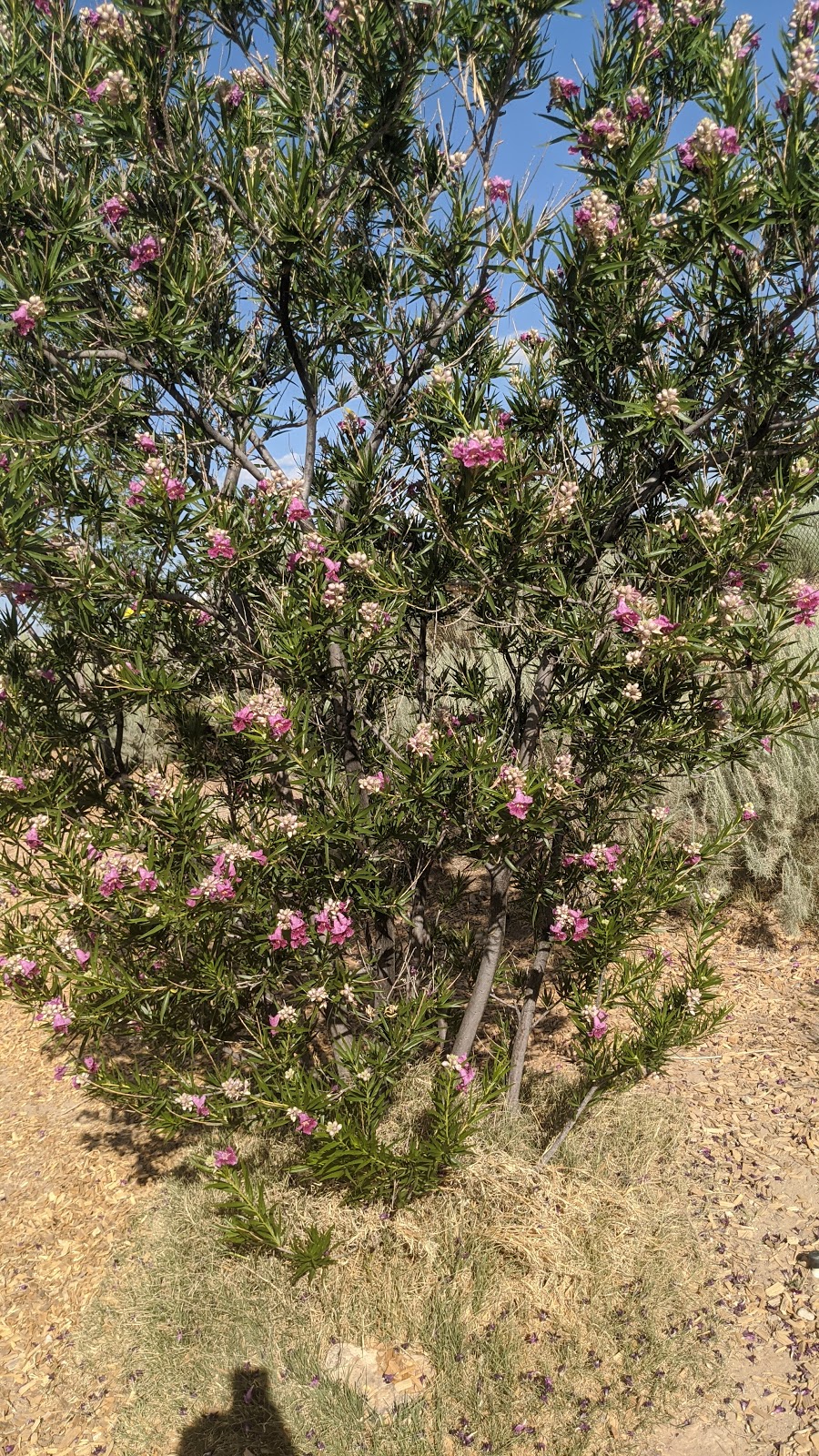 Country Meadows Park | Universe Blvd NW, Albuquerque, NM 87114, USA | Phone: (505) 261-1028