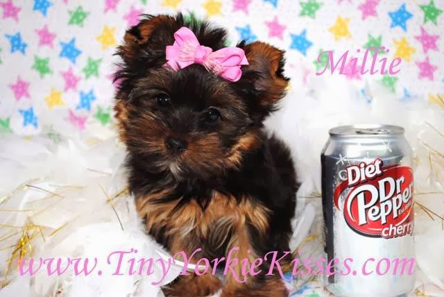 Tiny Yorkie Kisses | 7215 pleasant valley, Vacaville, CA 95688, USA | Phone: (707) 720-9042