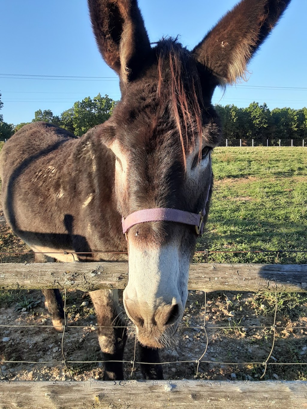 Critter Lane Petting Zoo | 9100 Critter Ln, Valles Mines, MO 63087, USA | Phone: (573) 358-8995