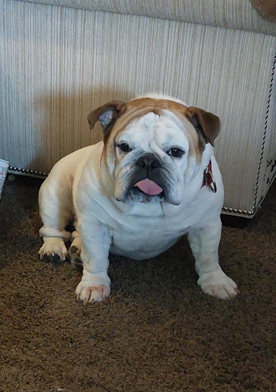 Hometown Veterinary Services | 7375 Middlebranch Ave NE, Canton, OH 44721, USA | Phone: (330) 305-6500