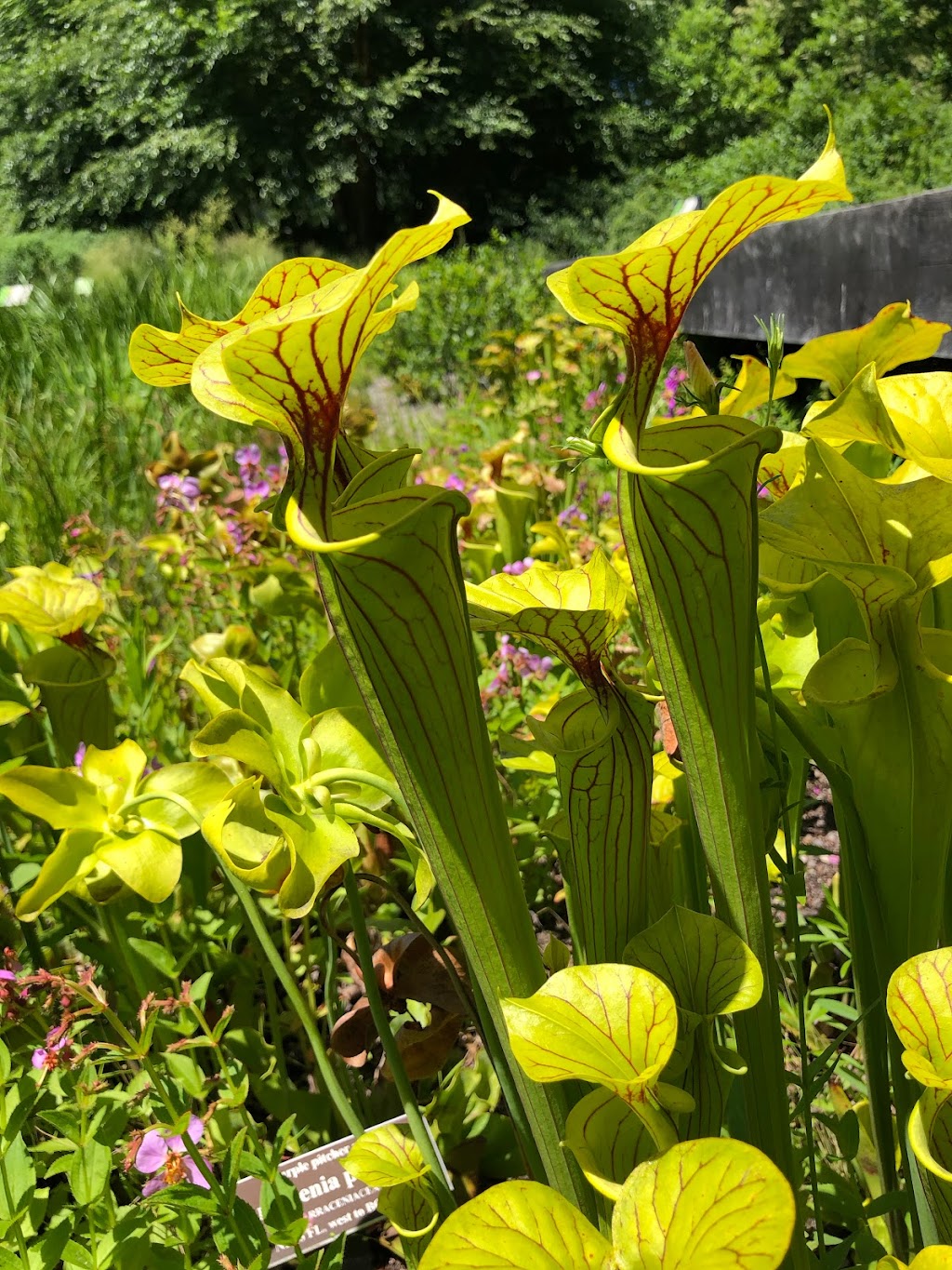 Native Plant Garden, NYBG | The Bronx, NY 10458, USA | Phone: (718) 817-8700