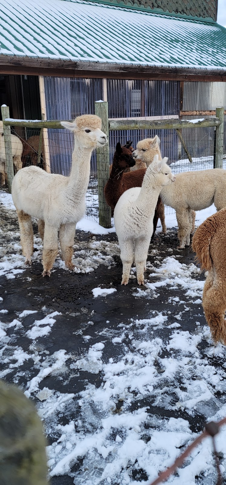 Alpacas of Ellicottville at Sugartown Farms | 6277 Sugartown Rd, Ellicottville, NY 14731, USA | Phone: (716) 699-2902