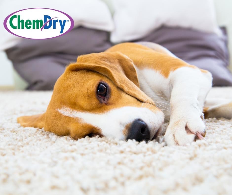 Chem-Dry of Nebraska | 6161 S 97th St, Lincoln, NE 68526 | Phone: (402) 489-4800