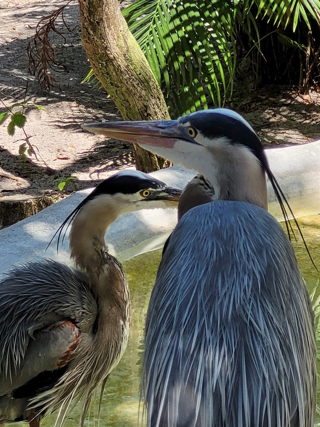 Save Our Seabirds | 1708 Ken Thompson Pkwy, Sarasota, FL 34236, USA | Phone: (941) 388-3010